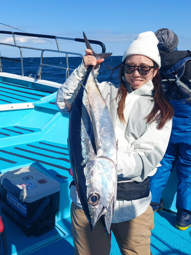 ビンチョウマグロの釣果