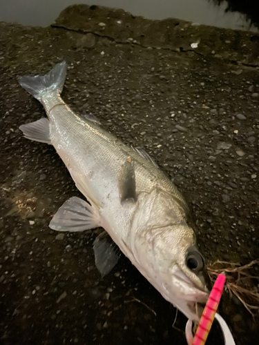 シーバスの釣果