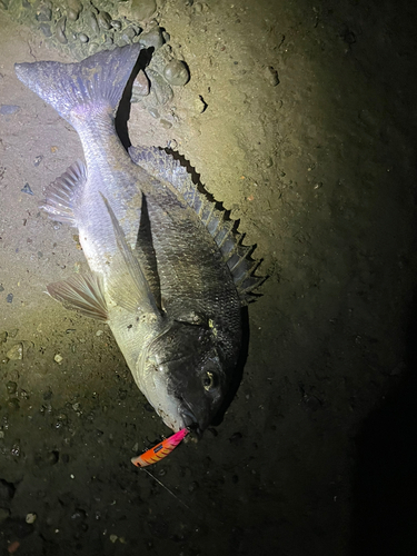 クロダイの釣果