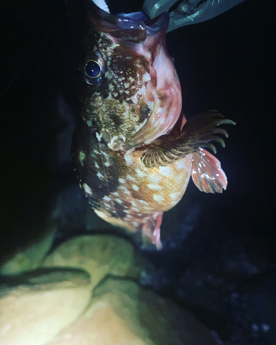 アラカブの釣果