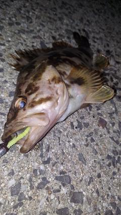 タケノコメバルの釣果