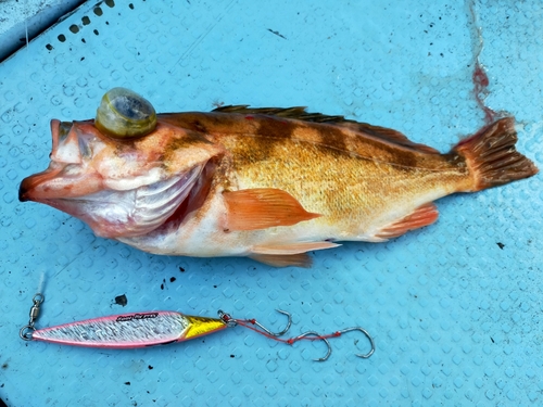 オキメバルの釣果