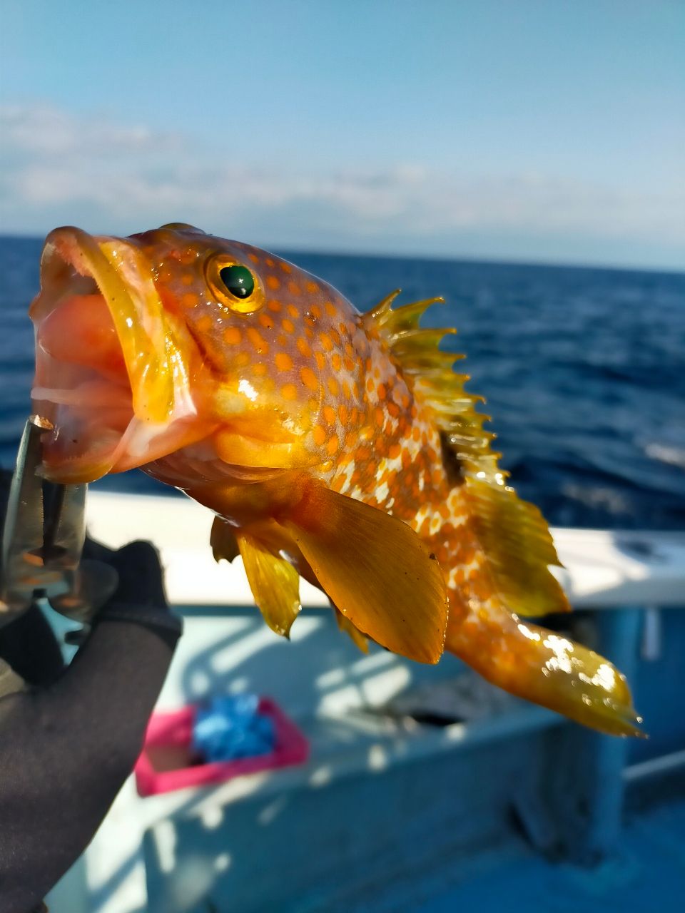 けしけしさんの釣果 2枚目の画像