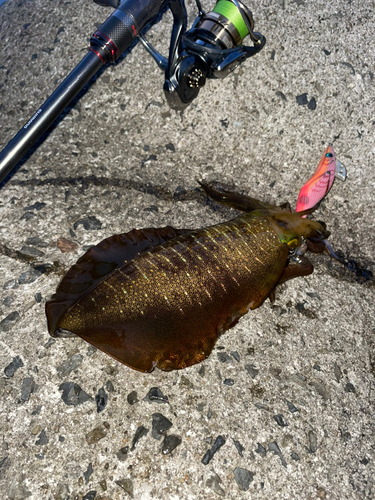 アオリイカの釣果