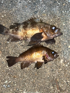 メバルの釣果