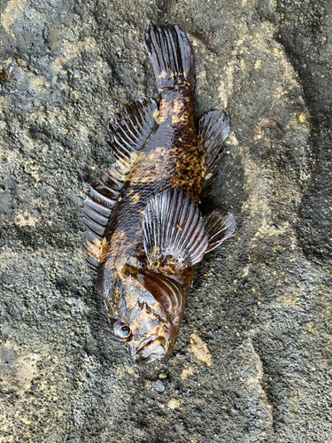 アイナメの釣果