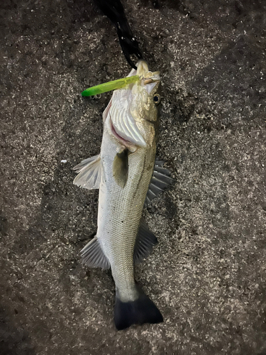 シーバスの釣果