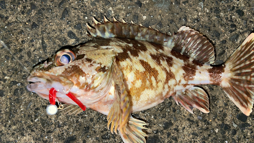 カサゴの釣果