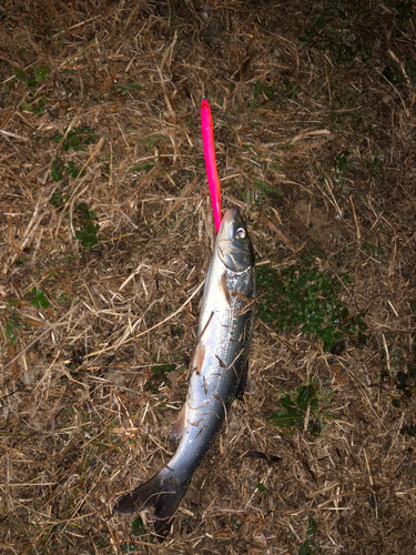 ウグイの釣果