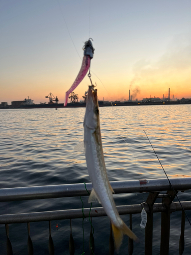 カマスの釣果