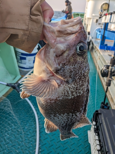 マゾイの釣果