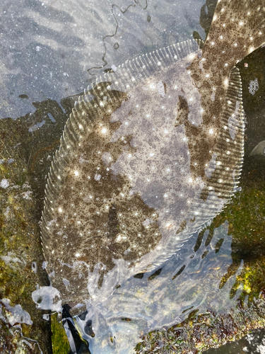 ソゲの釣果