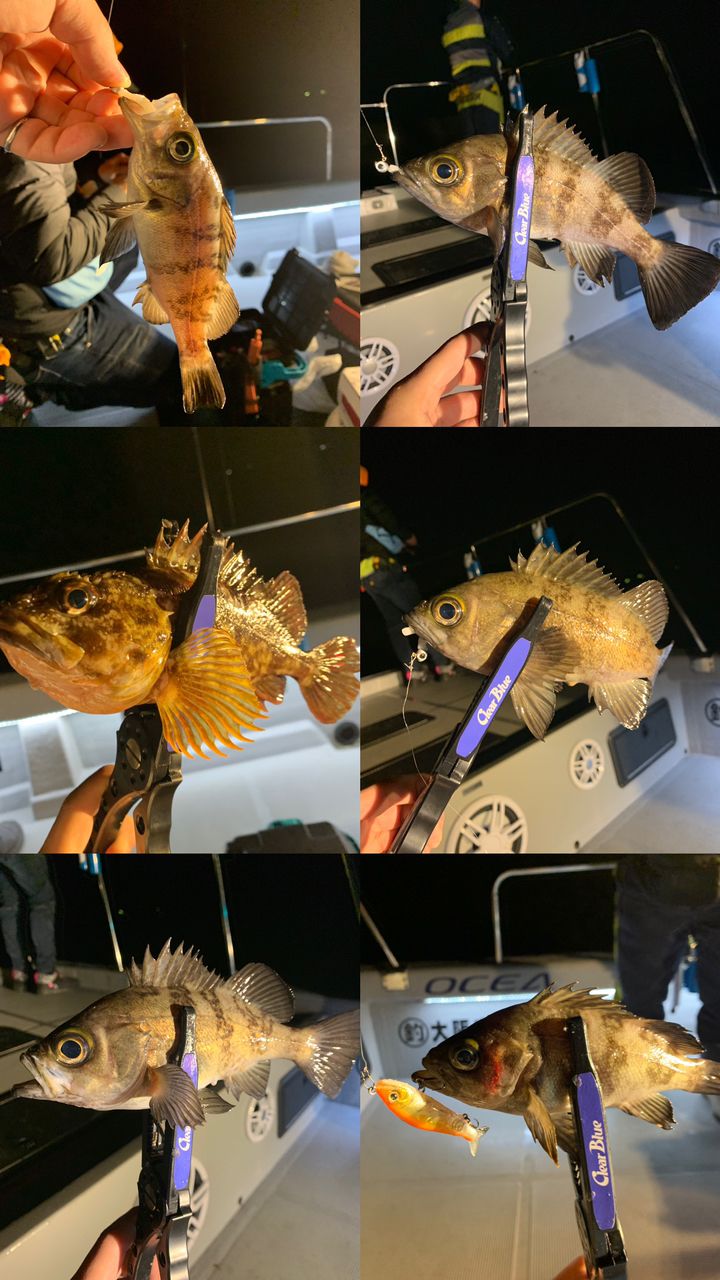 junpei.uemiさんの釣果 2枚目の画像