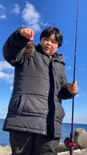 クロメバルの釣果