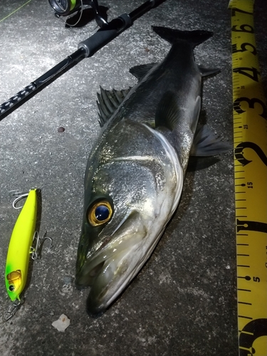 シーバスの釣果