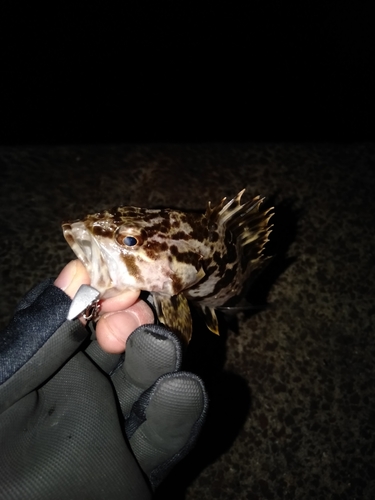 タケノコメバルの釣果