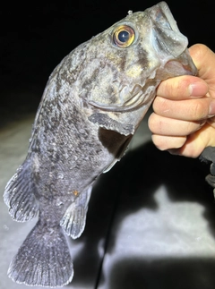 クロソイの釣果