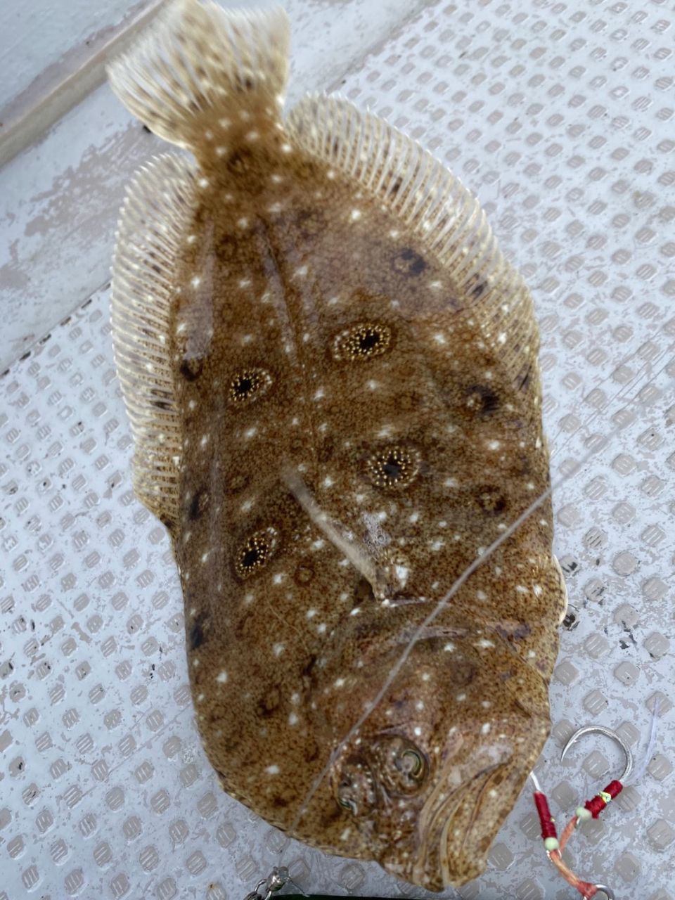 ガンゾウビラメ