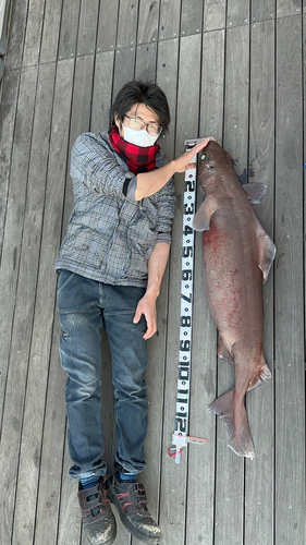 モミジザメの釣果