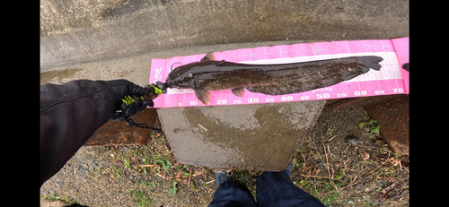 ナマズの釣果