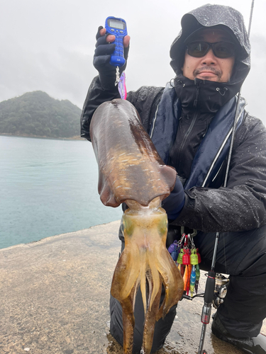 アオリイカの釣果