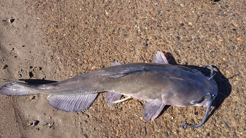 アメリカナマズの釣果