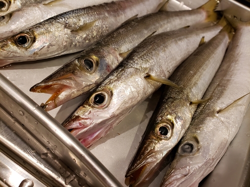 カマスの釣果