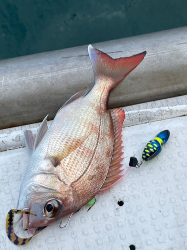 マダイの釣果