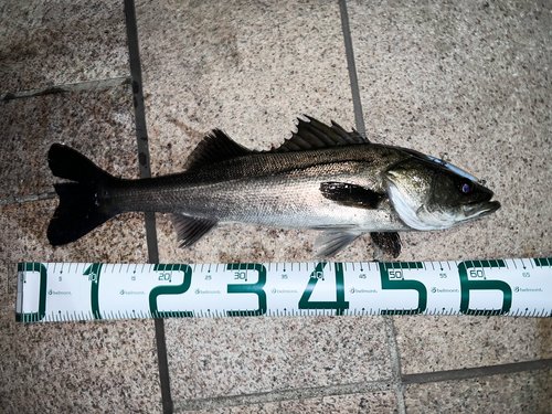 シーバスの釣果