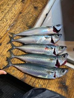 サバの釣果