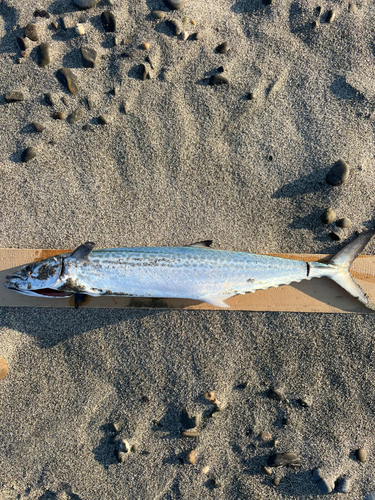 サゴシの釣果