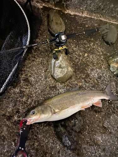 マルタウグイの釣果