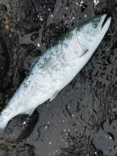 サクラマスの釣果