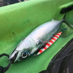 ゴマサバの釣果