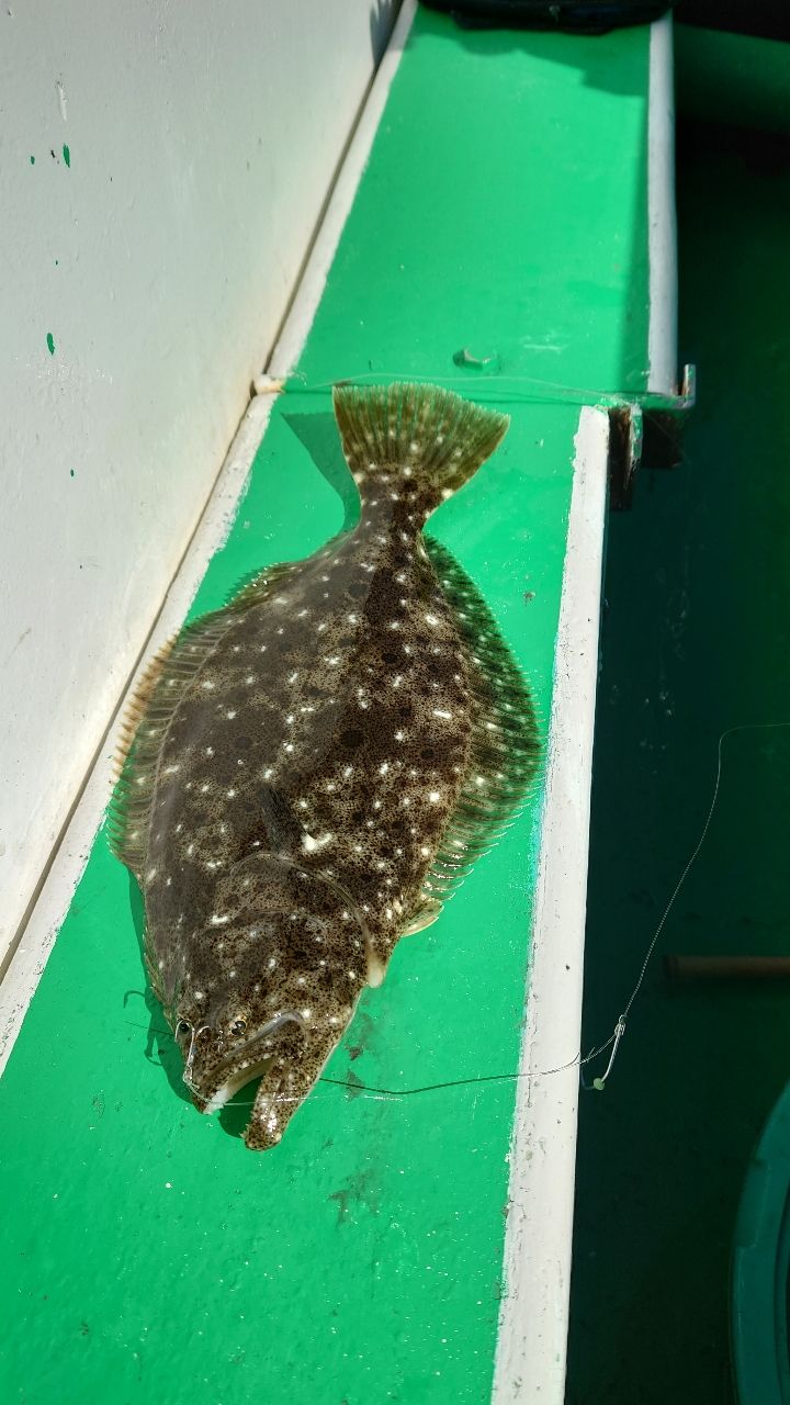 そでやさんの釣果 3枚目の画像