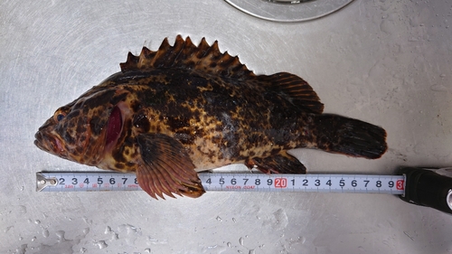 タケノコメバルの釣果