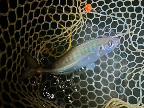 マアジの釣果