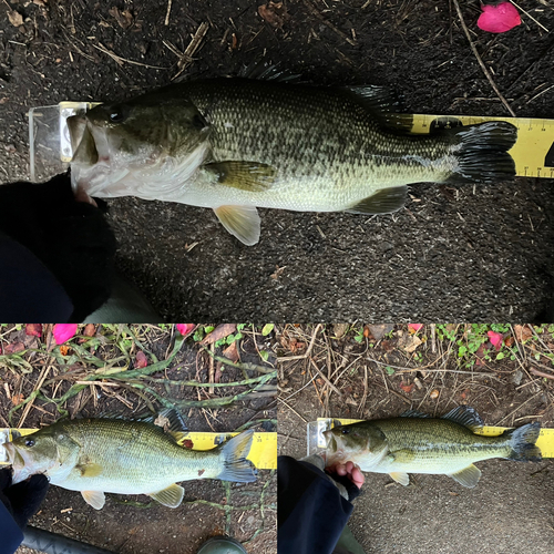 ブラックバスの釣果