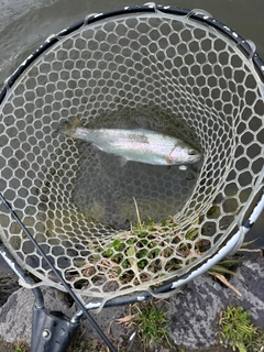 レインボートラウトの釣果