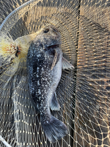 クロソイの釣果