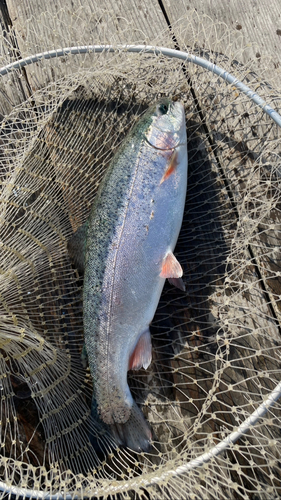 サクラマスの釣果