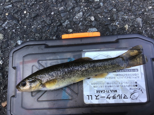 タカハヤの釣果