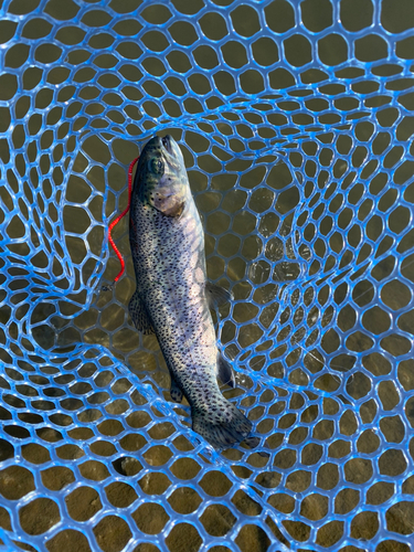 ニジマスの釣果