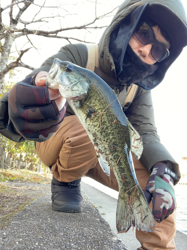 ラージマウスバスの釣果