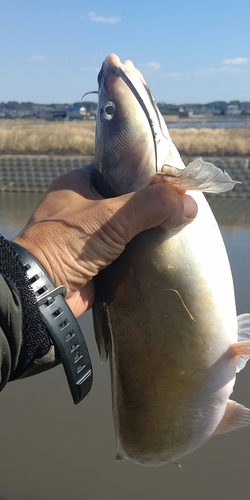 ナマズの釣果