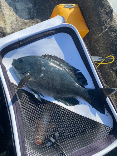 メジナの釣果