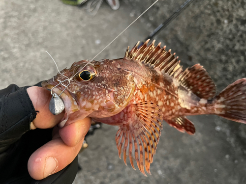 カサゴの釣果