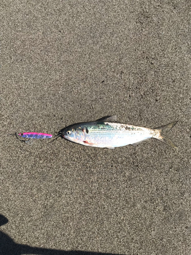 コノシロの釣果