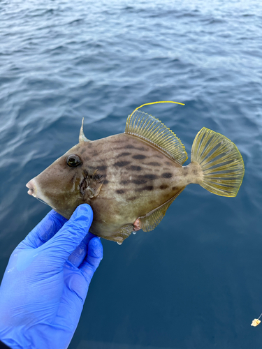 カワハギの釣果