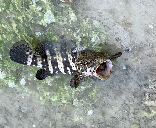 ハタの釣果